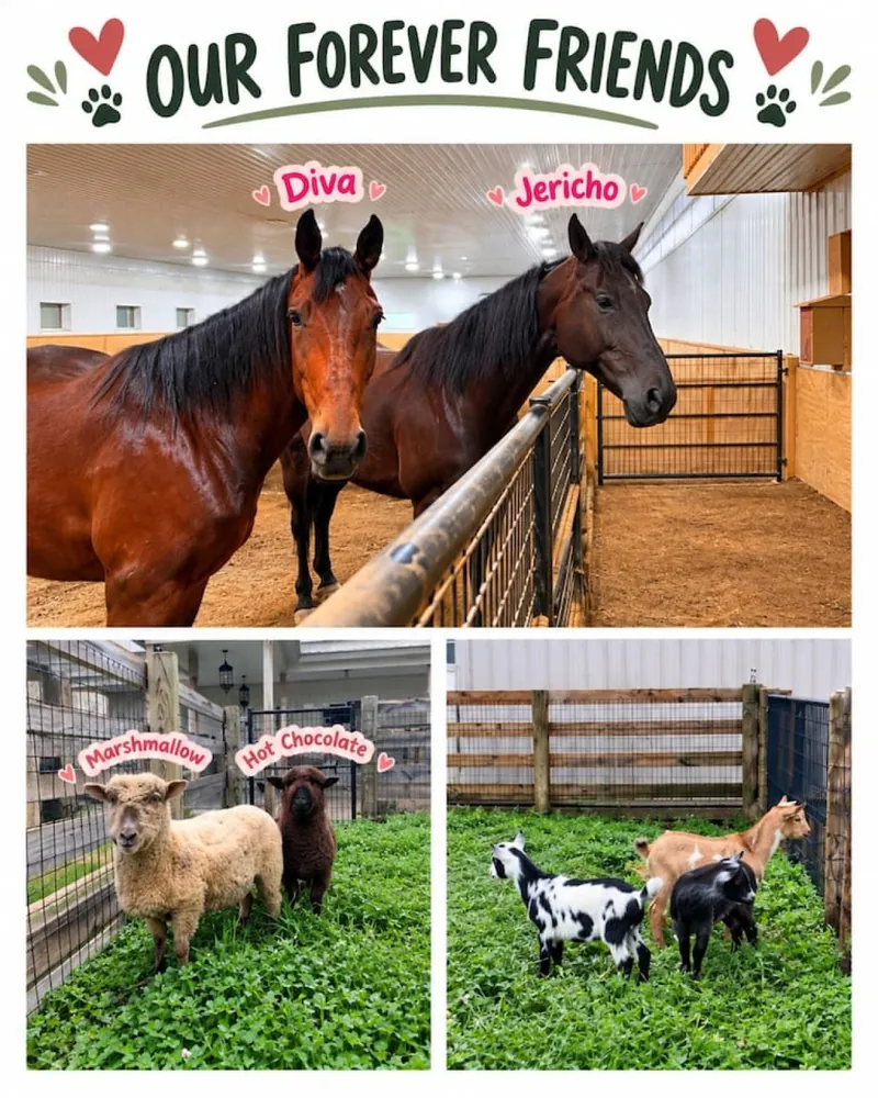 The resident horses and sheep, Marshmallow and Hot Chocolate